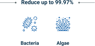 Bacteria Algae Bacteria Algae